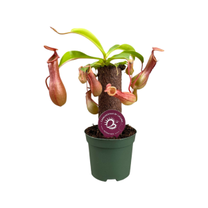 Nepenthes op stam