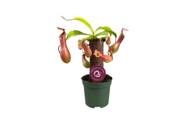 Nepenthes op stam