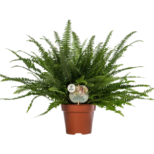 Nephrolepis P17 Green Lady ASP