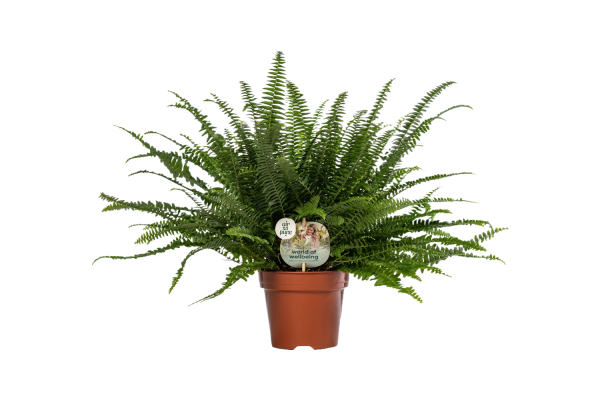 Nephrolepis P17 Green Lady ASP