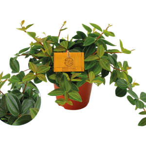 Peperomia Ang. Rocca Scuro P12