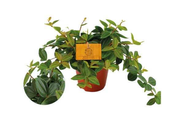 Peperomia Ang. Rocca Scuro P12
