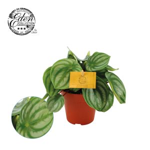 Peperomia Argyreia P12