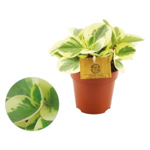 Peperomia Obtipan Bicolor P12