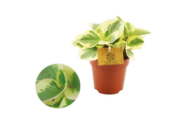 Peperomia Obtipan Bicolor P12