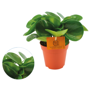 Peperomia Obtusifolia Groen P12