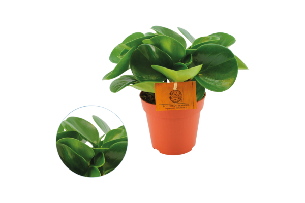 Peperomia Obtusifolia Groen P12