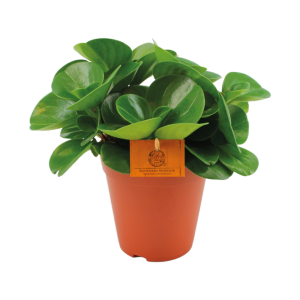 Peperomia Obtusifolia Groen P15