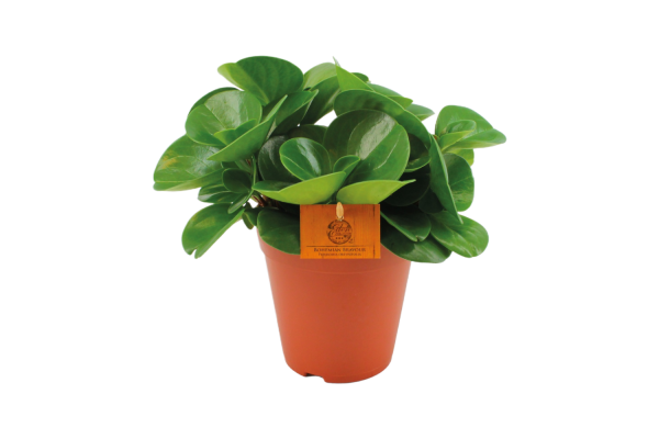 Peperomia Obtusifolia Groen P15
