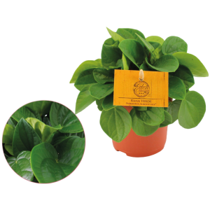 Peperomia Rana Verde P10.5