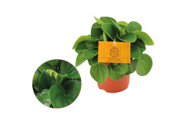 Peperomia Rana Verde P10.5