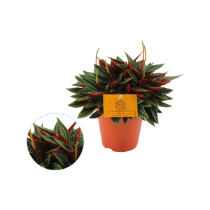 Peperomia Rosso P12