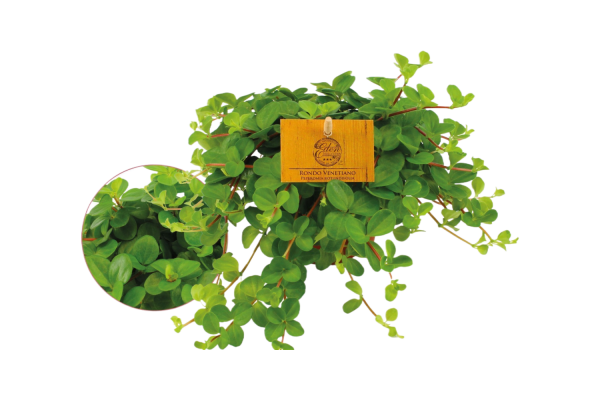 Peperomia Rotundifolia P10.5