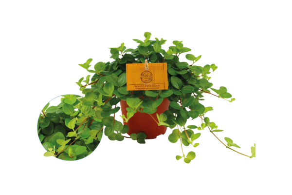 Peperomia Rotundifolia P12