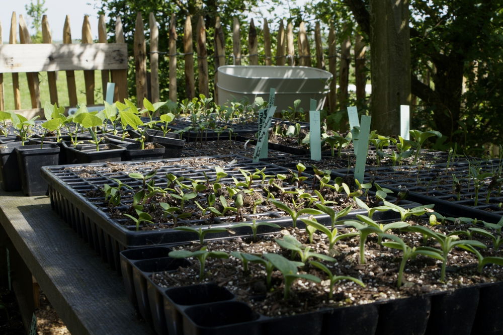 Jonge zaailingen in zwarte kweekbakken en potjes in een tuinomgeving. De grond in de bakjes is luchtig en bevat kleine witte korrels van perliet.