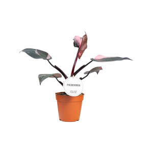 Philodendron Burgundy Princess - P12
