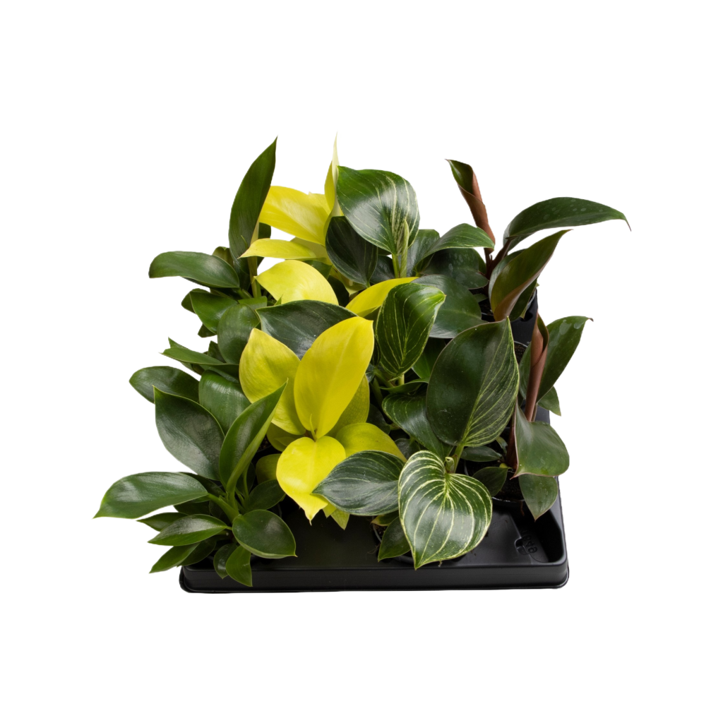 philodendron-verschillende-varianten-p6-steck-utrecht