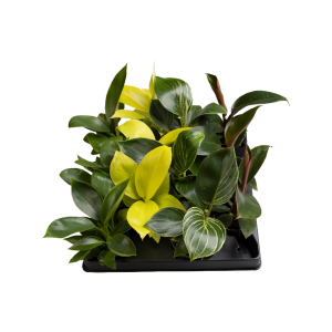 Philodendron verschillende varianten - P6