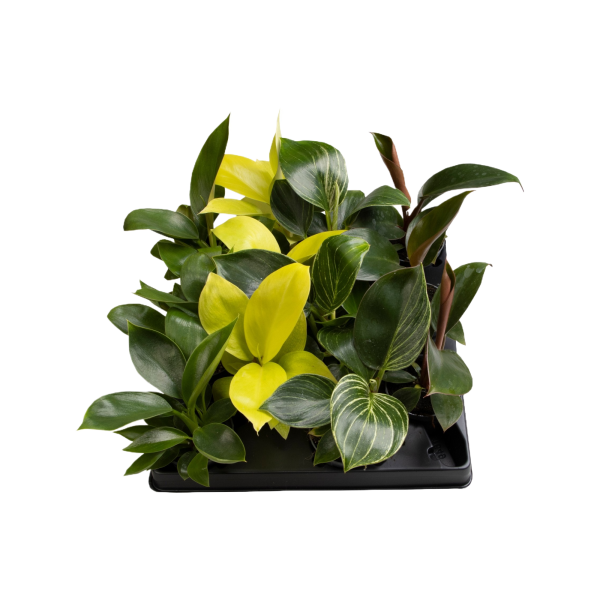 Philodendron verschillende varianten - P6