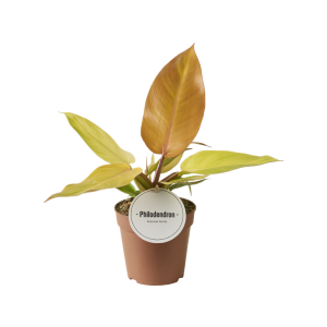 Philodendron Prince of Orange - P12