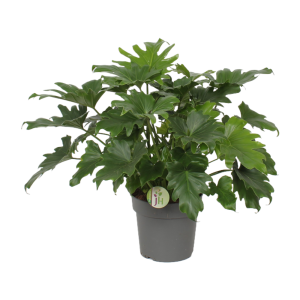 Philodendron bip. Little Hope