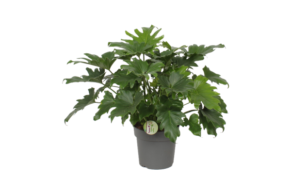 Philodendron bip. Little Hope