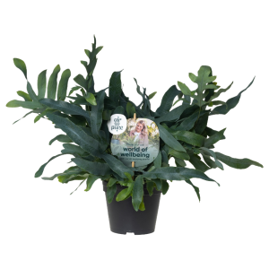 Phlebodium Blue Star P14 ASP