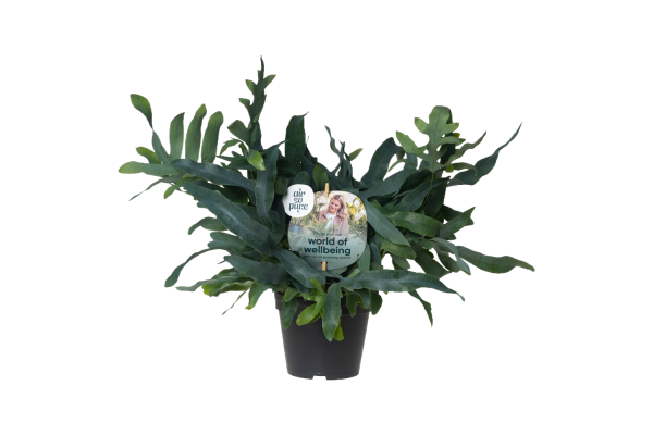 Phlebodium Blue Star P14 ASP