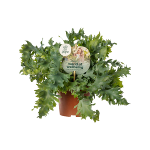 Phlebodium Davana P12 ASP