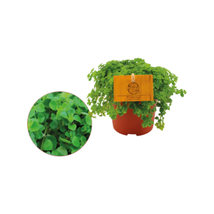 Pilea Depressa licht groen P10.5