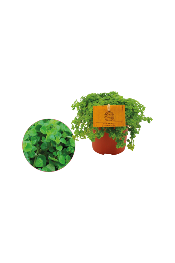 Pilea Depressa licht groen P10.5