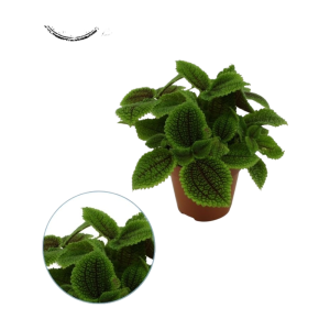 Pilea Moon Valley P12