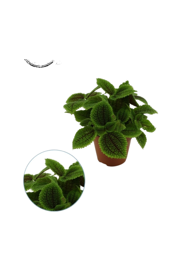 Pilea Moon Valley P12