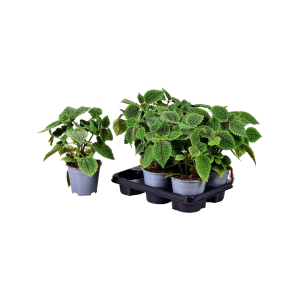 Pilea Moonvalley