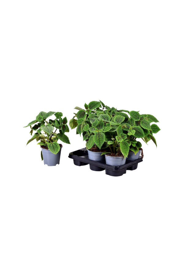 Pilea Moonvalley