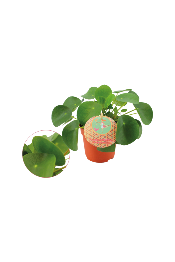 Pilea Peperomioides P10.5