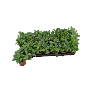 Pilea cadierei