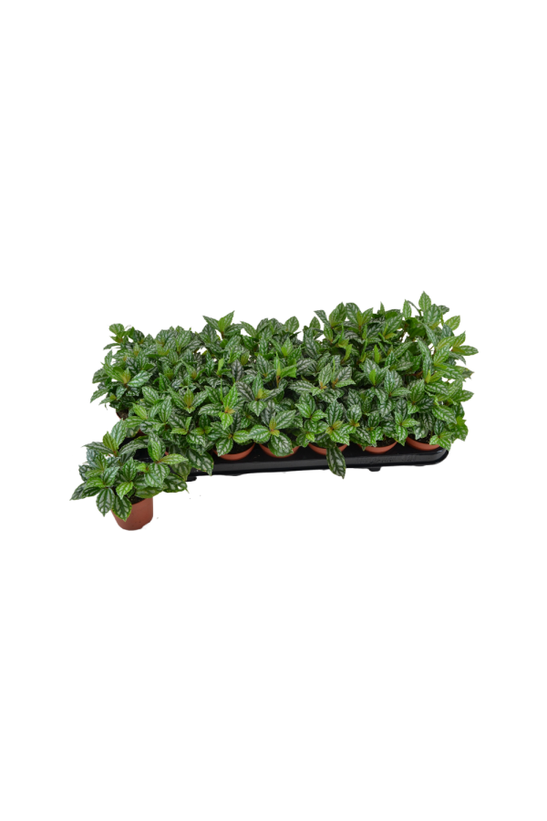 Pilea cadierei