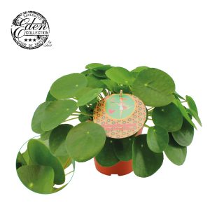 Pilea peperomioides P15