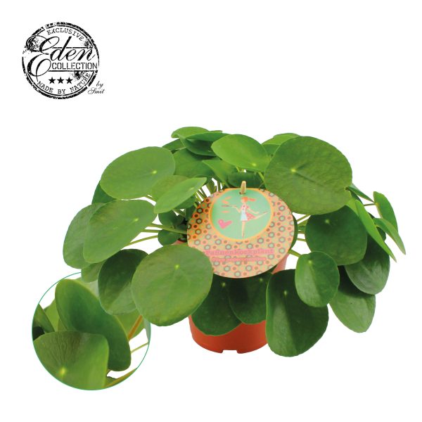 Pilea peperomioides P15