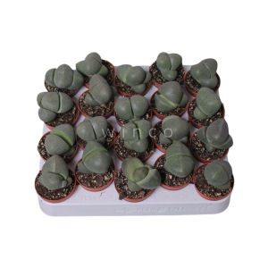 Pleiospilos P5 Nelii