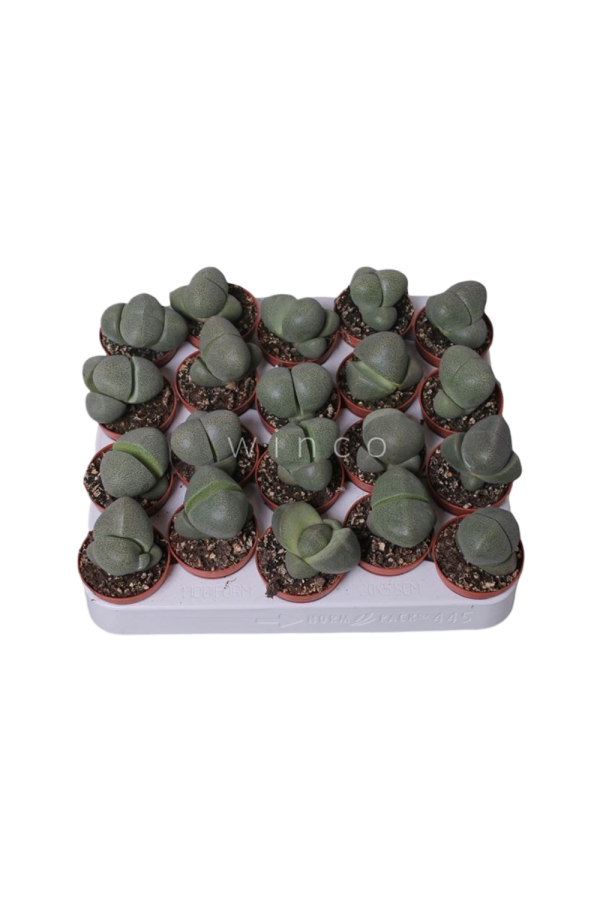 Pleiospilos P5 Nelii