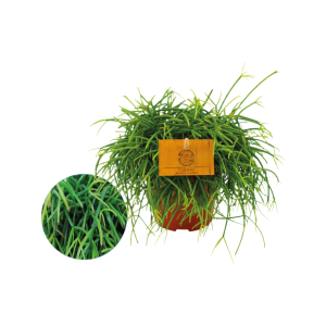 Rhipsalis Cashero P12