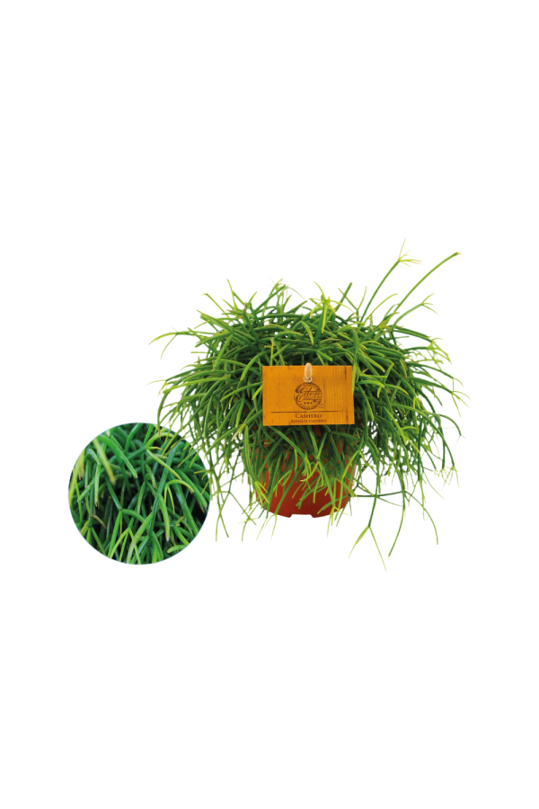 Rhipsalis Cashero P12