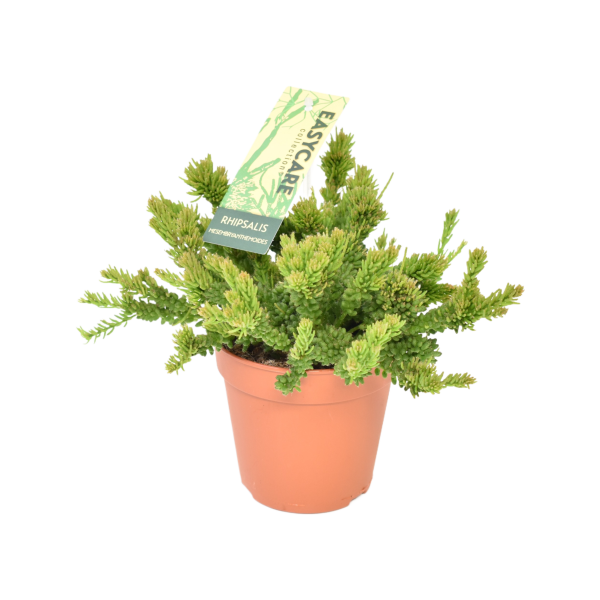 Rhipsalis Mesembryanthemoides