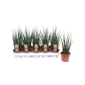 Sansevieria Fernwood Mikado - P12