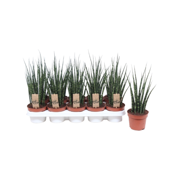 Sansevieria Fernwood Mikado - P12