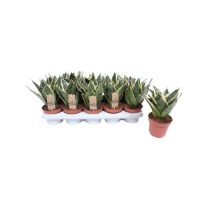 Sansevieria Golden Edge Hahnii - P12