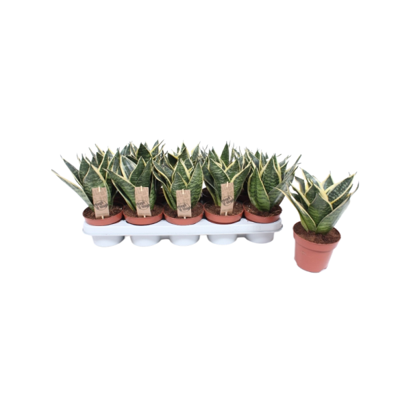 Sansevieria Golden Edge Hahnii - P12