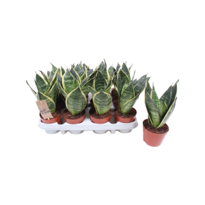 Sansevieria Golden Edge Hahnii - P9